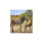 Vadállatok, képes falinaptár 2026