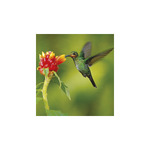 Vadállatok, képes falinaptár 2026