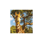 Vadállatok, képes falinaptár 2026