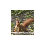 Vadállatok, képes falinaptár 2026