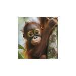 Vadállatok, képes falinaptár 2026