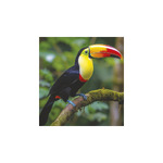 Vadállatok, képes falinaptár 2026