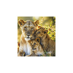 Vadállatok, képes falinaptár 2026