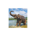 Vadállatok, képes falinaptár 2026