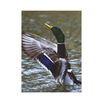 Vadászat, képes falinaptár 2026