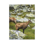 Vadászat, képes falinaptár 2026