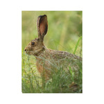 Vadászat, képes falinaptár 2026 Vadászat, képes falinaptár 2026