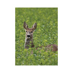 Vadászat, képes falinaptár 2026 Vadászat, képes falinaptár 2026