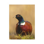 Vadászat, képes falinaptár 2026