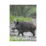 Vadászat, képes falinaptár 2026