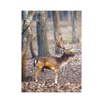 Vadászat, képes falinaptár 2026