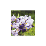 Virágcsokrok, képes falinaptár 2026