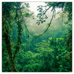 Amazing Rainforest, képes lemeznaptár 2026