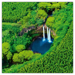 Amazing Rainforest, képes lemeznaptár 2026