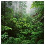 Amazing Rainforest, képes lemeznaptár 2026