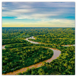 Amazing Rainforest, képes lemeznaptár 2026