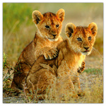 Animal Cuties, képes lemeznaptár 2026