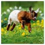 Animal Cuties, képes lemeznaptár 2026