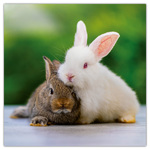 Animal Cuties, képes lemeznaptár 2026