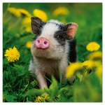 Animal Cuties, képes lemeznaptár 2026