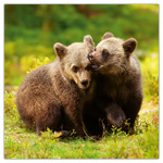 Animal Cuties, képes lemeznaptár 2026