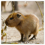 Animal Cuties, képes lemeznaptár 2026