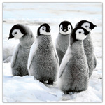 Animal Cuties, képes lemeznaptár 2026