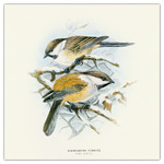 Birds in Art, képes lemeznaptár 2026