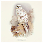 Birds in Art, képes lemeznaptár 2026 Birds in Art, képes lemeznaptár 2026