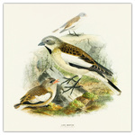 Birds in Art, képes lemeznaptár 2026 Birds in Art, képes lemeznaptár 2026