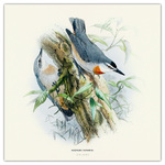 Birds in Art, képes lemeznaptár 2026 Birds in Art, képes lemeznaptár 2026