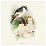 Birds in Art, képes lemeznaptár 2026 Birds in Art, képes lemeznaptár 2026