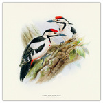 Birds in Art, képes lemeznaptár 2026 Birds in Art, képes lemeznaptár 2026