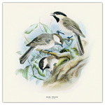 Birds in Art, képes lemeznaptár 2026