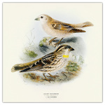 Birds in Art, képes lemeznaptár 2026