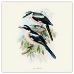 Birds in Art, képes lemeznaptár 2026