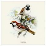 Birds in Art, képes lemeznaptár 2026 Birds in Art, képes lemeznaptár 2026