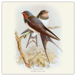 Birds in Art, képes lemeznaptár 2026 Birds in Art, képes lemeznaptár 2026