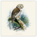 Birds in Art, képes lemeznaptár 2026 Birds in Art, képes lemeznaptár 2026