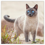 Cats, képes lemeznaptár 2026