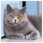 Cats, képes lemeznaptár 2026