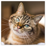 Cats, képes lemeznaptár 2026