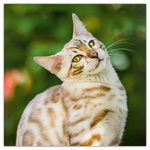 Cats, képes lemeznaptár 2026