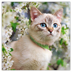 Cats, képes lemeznaptár 2026