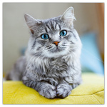 Cats, képes lemeznaptár 2026