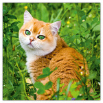 Cats, képes lemeznaptár 2026