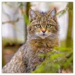 Cats, képes lemeznaptár 2026