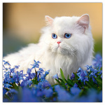 Cats, képes lemeznaptár 2026 Cats, képes lemeznaptár 2026