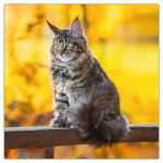 Cats, képes lemeznaptár 2026