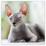 Cats, képes lemeznaptár 2026